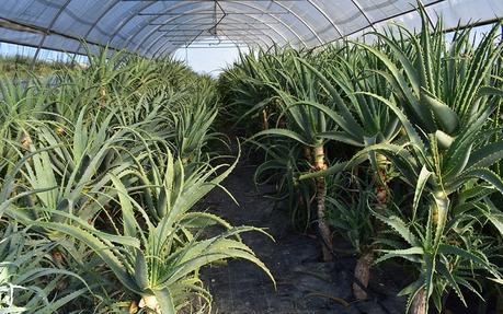 I benefici del succo di Aloe Arborescens I benefici del succo di Aloe Arborescens