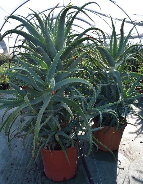 I benefici del succo di Aloe Arborescens I benefici del succo di Aloe Arborescens