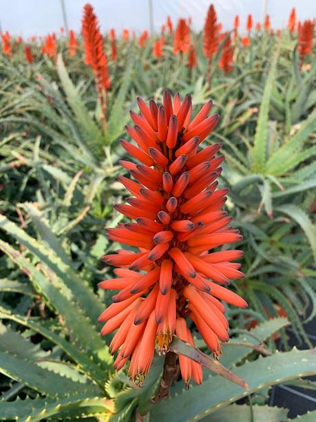 I benefici del succo di Aloe Arborescens I benefici del succo di Aloe Arborescens