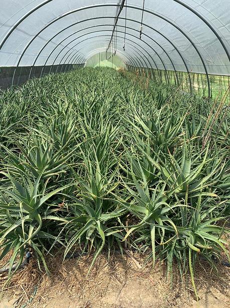 I benefici del succo di Aloe Arborescens I benefici del succo di Aloe Arborescens