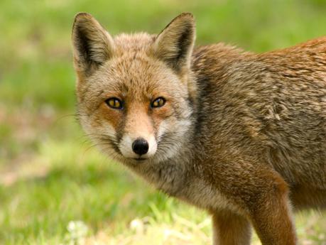 La fauna del parco appennino-lucano, vasto sistema di aree protette. La fauna del parco appennino-lucano, vasto sistema di aree protette.