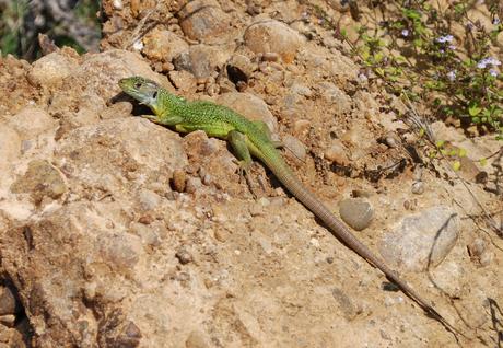 La fauna del parco appennino-lucano, vasto sistema di aree protette. La fauna del parco appennino-lucano, vasto sistema di aree protette.