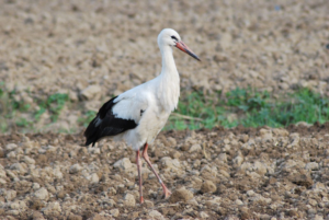 La fauna del parco appennino-lucano, vasto sistema di aree protette. La fauna del parco appennino-lucano, vasto sistema di aree protette.
