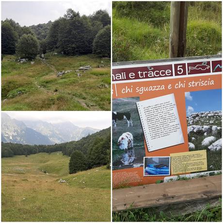 passeggiata malghe piancavallo passeggiata malghe piancavallo