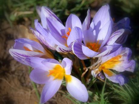 La flora del parco appennino-lucano, una natura straordinariamente ricca. La flora del parco appennino-lucano, una natura straordinariamente ricca.