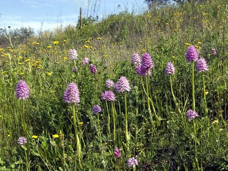 La flora del parco appennino-lucano, una natura straordinariamente ricca. La flora del parco appennino-lucano, una natura straordinariamente ricca.