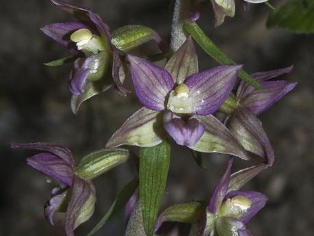 La flora del parco appennino-lucano, una natura straordinariamente ricca. La flora del parco appennino-lucano, una natura straordinariamente ricca.