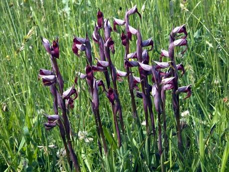 La flora del parco appennino-lucano, una natura straordinariamente ricca. La flora del parco appennino-lucano, una natura straordinariamente ricca.