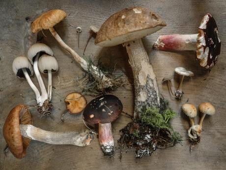 I funghi, gustosi amici della linea e dell’intestino I funghi, gustosi amici della linea e dell’intestino