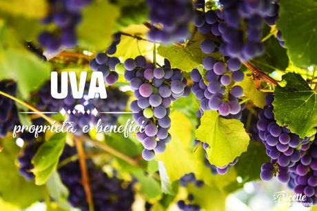Uva: proprietà, benefici e controindicazioni uva