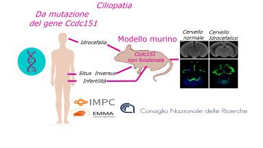 Studio Cnr Ibbc. Ciliopatia, colpa di un gene alterato Studio Cnr Ibbc. Ciliopatia, colpa di un gene alterato