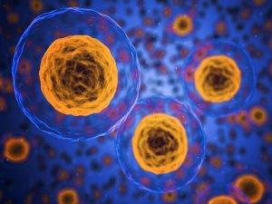 Stress: ecco la risposta delle donne e quella degli uomini cellule