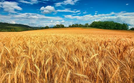 Di Grano in Grano, la dichiarazione d’amore ai cereali di Sara Papa e Antonio Polzella Di Grano in Grano, la dichiarazione d’amore ai cereali di Sara Papa e Antonio Polzella