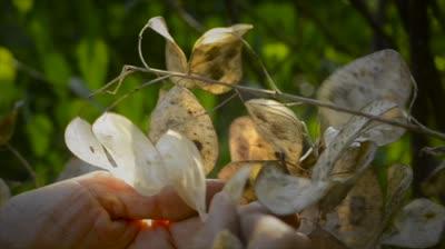 Il tempo del Casoncello, di Emilio Tremolada – domenica 27 ottobre a Milano Il tempo del Casoncello – lunaria