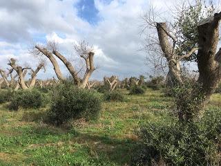 Il Paesaggio Rurale non può essere affidato al libero mercato ma ad un Ente Pubblico che produca esternalità ambientali e cibo per tutta la comunità. Il Paesaggio Rurale non può essere affidato al libero mercato ma ad un Ente Pubblico che produca esternalità ambientali e cibo per tutta la comunità.