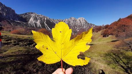 sentiero dei grandi alberi recoaro mille sentiero dei grandi alberi recoaro mille