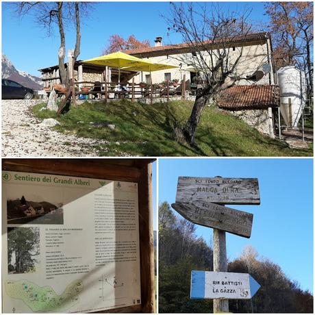 sentiero dei grandi alberi recoaro mille sentiero dei grandi alberi recoaro mille