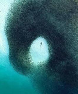 La sardine fanno bene alla salute La sardine fanno bene alla salute
