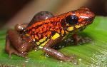 WWF: nuove specie in Nuova Guinea WWF: nuove specie in Nuova Guinea