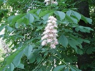 Le piante della Guastalla