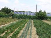 fotovoltaico Miniato