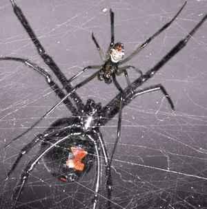 Vedove nere maschio percepiscono la presenza di femmine cannibali vedova nera