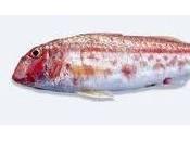 Triglie all’arancia