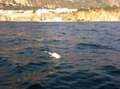 Delfino morto mare della penisola sorrentina