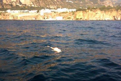 DELFINO MORTO NEL MARE DELLA PENISOLA SORRENTINA