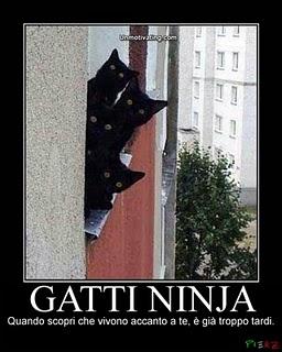 I gatti ninja.