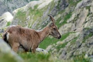 Stambecchi in Val Gerola