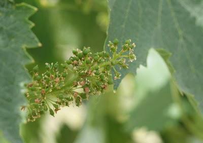 Convegno Vitivinicoltura Biodinamica Moderna - Cerreto Guidi (Fi), 9 Luglio 2011