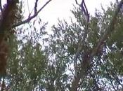 Calvi Risorta (CE) Recupero falchetto (gheppio) (05.07.11)