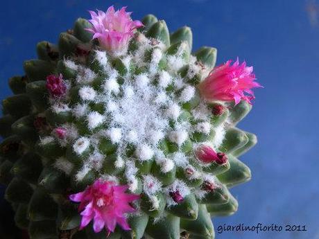 Fiore di cactus (senza spine)
