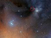 Disinfettante stelle