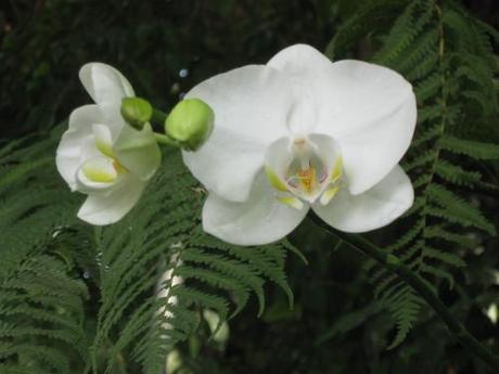 cianfrusaglie.orchideaTiburon
