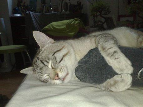 STRABICHINO... IL GATTONE CHE MI HA RIDATO LA FELICITA'