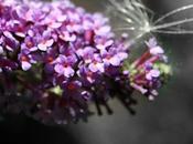 Buddleja Lupino