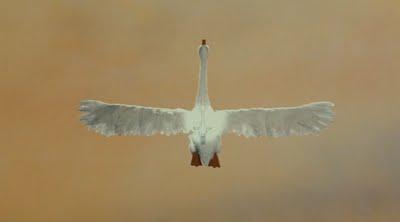 The Ugly Duckling (2010)