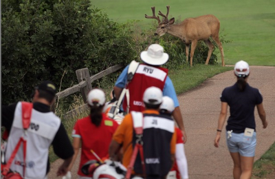 FOTO DEL GIORNO 11 LUGLIO 2011 : CERVI INVADONO IL GREEN DI UN TORNEO GOLF