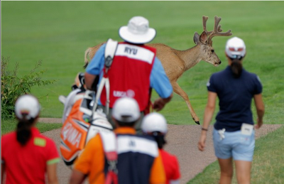 FOTO DEL GIORNO 11 LUGLIO 2011 : CERVI INVADONO IL GREEN DI UN TORNEO GOLF