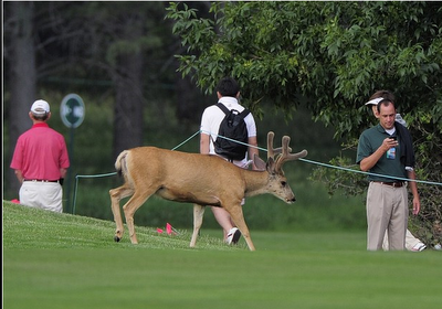 FOTO DEL GIORNO 11 LUGLIO 2011 : CERVI INVADONO IL GREEN DI UN TORNEO GOLF