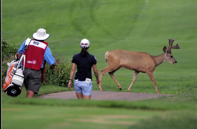 FOTO DEL GIORNO 11 LUGLIO 2011 : CERVI INVADONO IL GREEN DI UN TORNEO GOLF