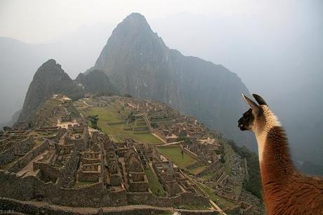 Machu Picchu pecora