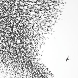 Il Cielo dei Wilco, illustrato da SERGIO VARBELLA