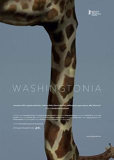 Washingtonia Washingtonia