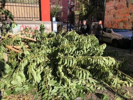 vento napoli albero caduto vento napoli albero caduto