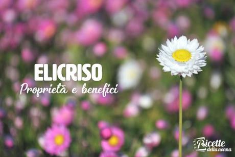 Elicriso: proprietà, benefici e controindicazioni elicriso
