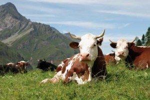 Valutazione dell’efficacia economica della metodologia omeopatica nella gestione sanitaria delle bovine da latte ad alta produzione Valutazione dell’efficacia economica della metodologia omeopatica nella gestione sanitaria delle bovine da latte ad alta produzione