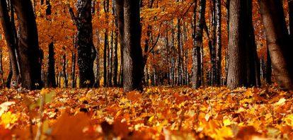 Respirare la foresta: come varia e come prevedere la concentrazione di olii essenziali Respirare la foresta: come varia e come prevedere la concentrazione di olii essenziali